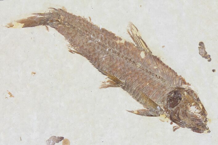 Detailed Fossil Fish (Knightia) - Wyoming #109977